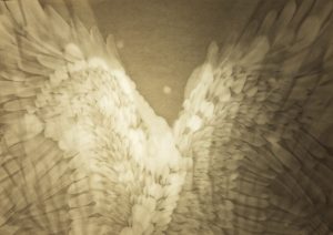 Corvidae, medium on two layers of paper, light box, 30 x 40, 2019