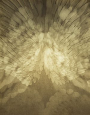 Sturnus, medium on three layers of paper, light box, 35 x 25, 2019