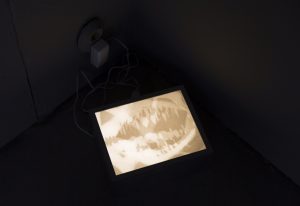 Odontolabis, medium on two layers of paper, light box, 20 x 15, 2019