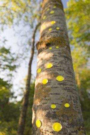 Green gaze, reflective installation made for Saari residence´s Cultural trail´s aspens, 2023