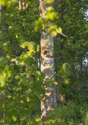 Green gaze, reflective installation made for Saari residence´s Cultural trail´s aspens, 2023