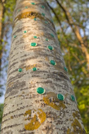 Green gaze, reflective installation made for Saari residence´s Cultural trail´s aspens, 2023