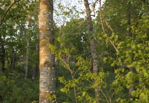 Green gaze, reflective installation made for Saari residence´s Cultural trail´s aspens, 2023