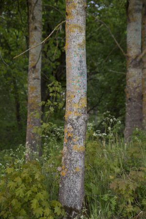 Green gaze, reflective installation made for Saari residence´s Cultural trail´s aspens, 2023