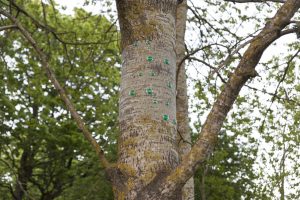 Green gaze, reflective installation made for Saari residence´s Cultural trail´s aspens, 2023