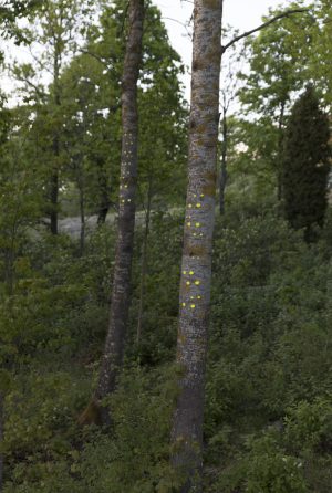 Green gaze, reflective installation made for Saari residence´s Cultural trail´s aspens, 2023