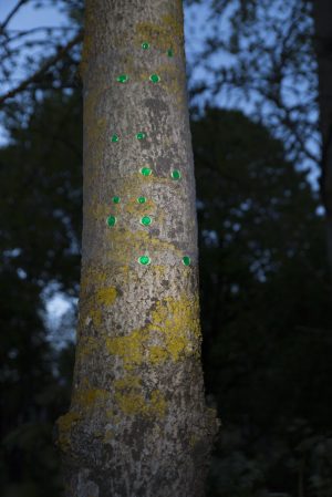 Green gaze, reflective installation made for Saari residence´s Cultural trail´s aspens, 2023