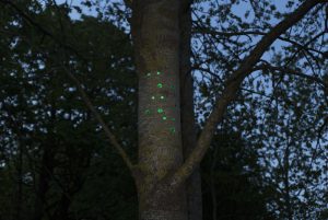 Green gaze, reflective installation made for Saari residence´s Cultural trail´s aspens, 2023