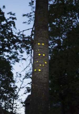 Green gaze, reflective installation made for Saari residence´s Cultural trail´s aspens, 2023