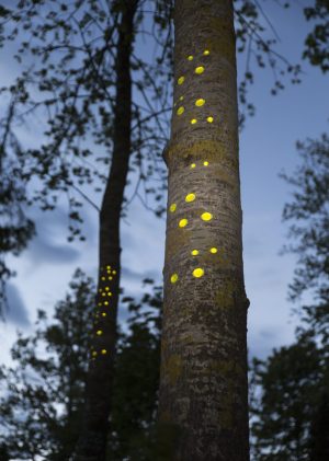 Green gaze, reflective installation made for Saari residence´s Cultural trail´s aspens, 2023