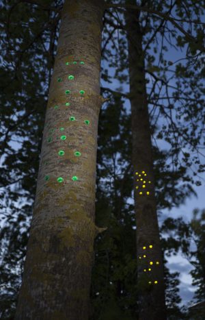Green gaze, reflective installation made for Saari residence´s Cultural trail´s aspens, 2023