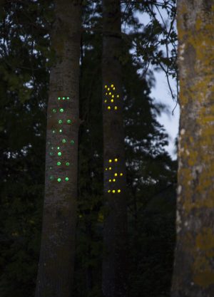 Green gaze, reflective installation made for Saari residence´s Cultural trail´s aspens, 2023