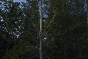 Green gaze, reflective installation made for Saari residence´s Cultural trail´s aspens, 2023